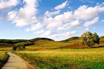Rozálka