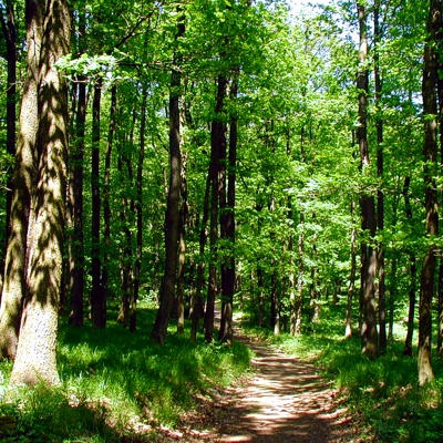 Dubový les