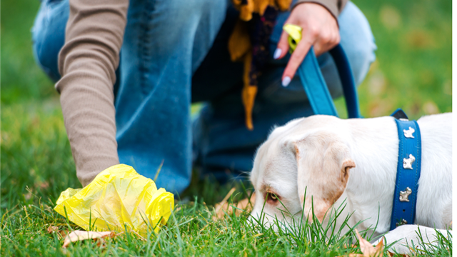 Mesto poskytne majiteľom psov bezplatne vrecká na psie exkrementy
