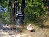 Jazierko v Zámockom parku