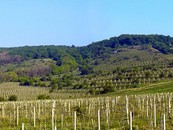 Panoráma - vinohrady